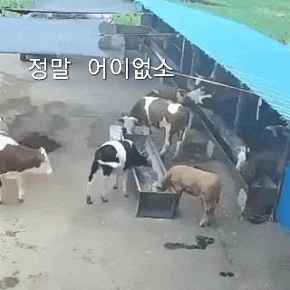 움짤