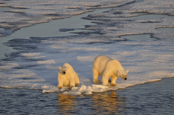 북극 – 얼음 위를 걷는 북극곰의 왕국