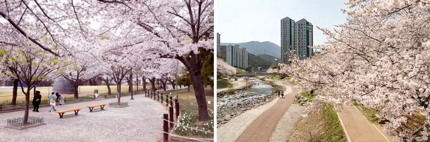 김해 벚꽃 사진