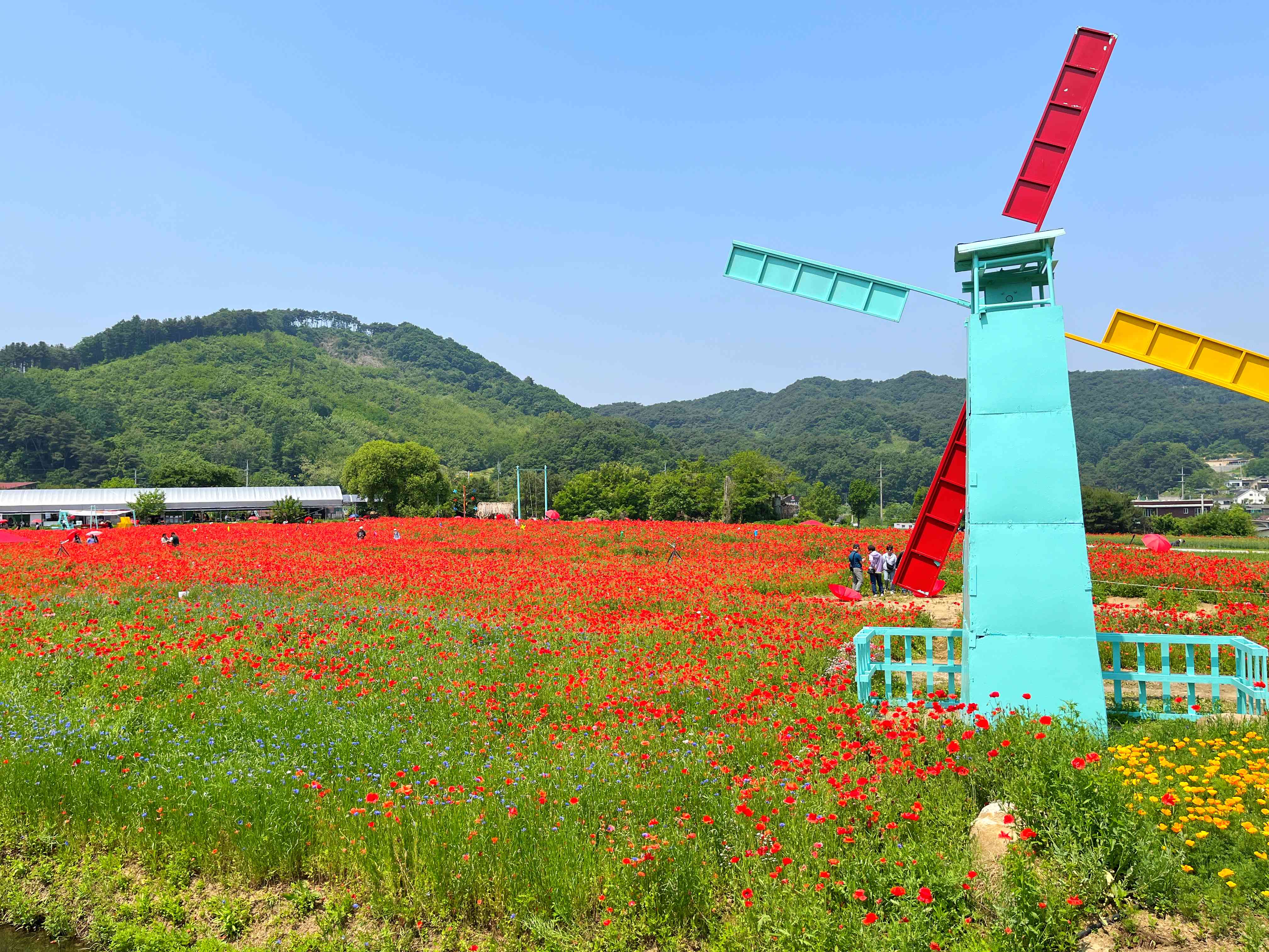 용수골 양귀비 축제