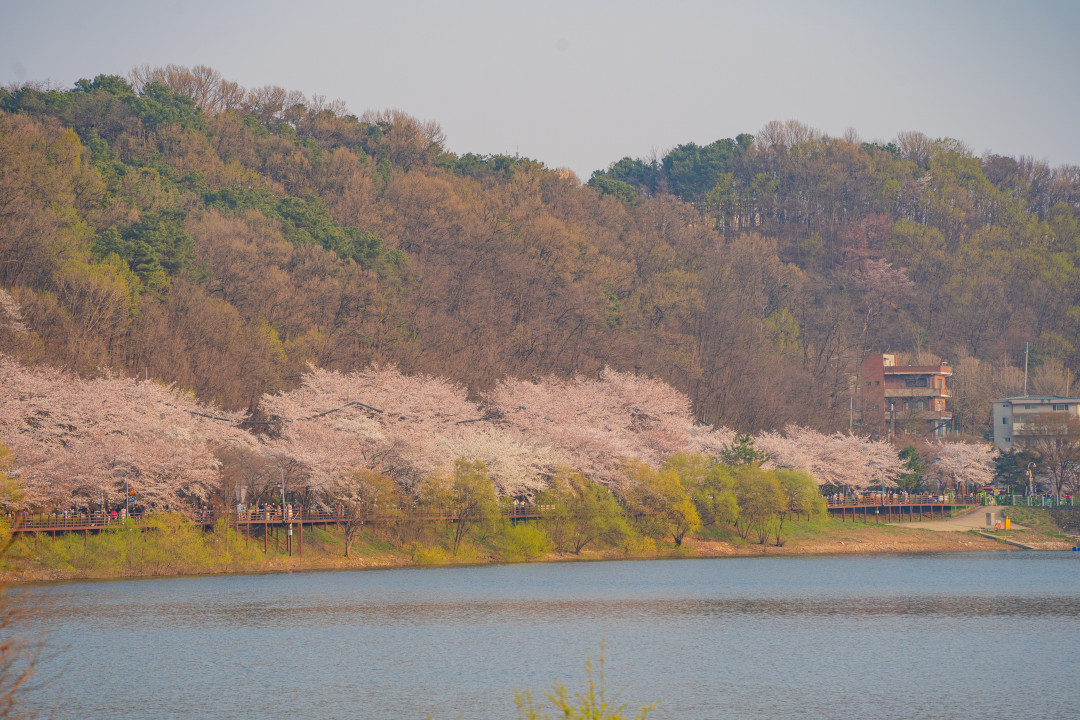 광교저수지 벚꽃 산책로