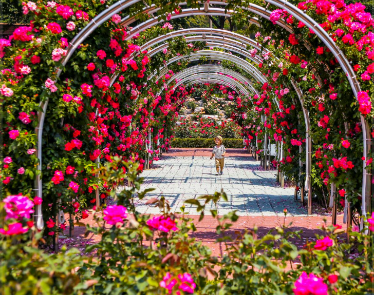 삼척 장미축제 일정