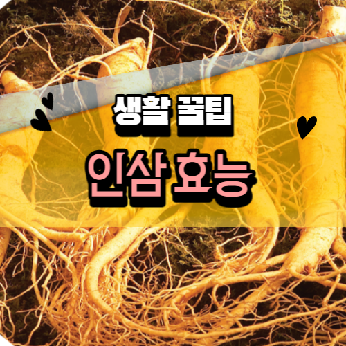 씻어 놓은 인삼 여러개