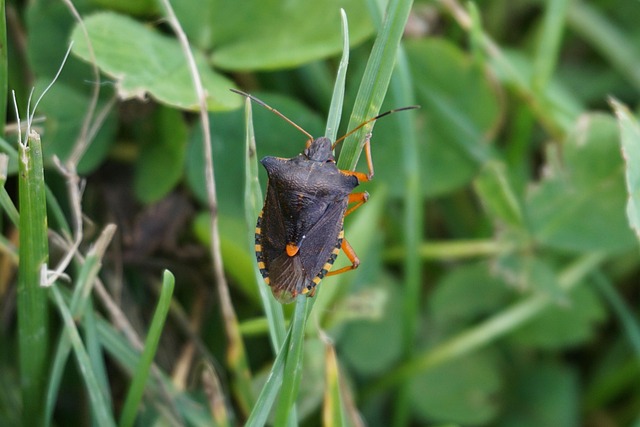 곤충 단백질 공급망 구축의 도전과 기회