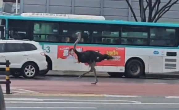 경기도 성남시 중원구에서 타조 한 마리가 도로를 배회하는 소동이 벌어졌다. [사진=온라인 커뮤니티 캡처]
