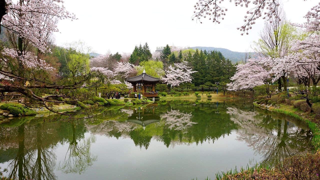 2025 벚꽃 개화시기 