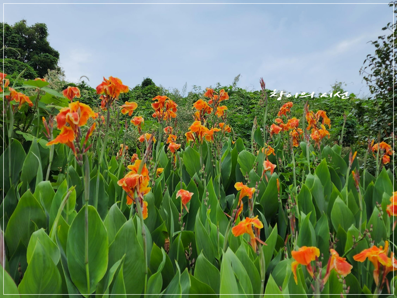 칸나 꽃 꽃말 홍초 화려한꽃
