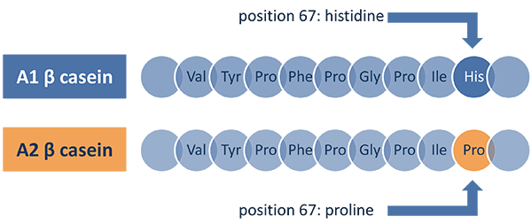 A1카제인, A2카제인 차이