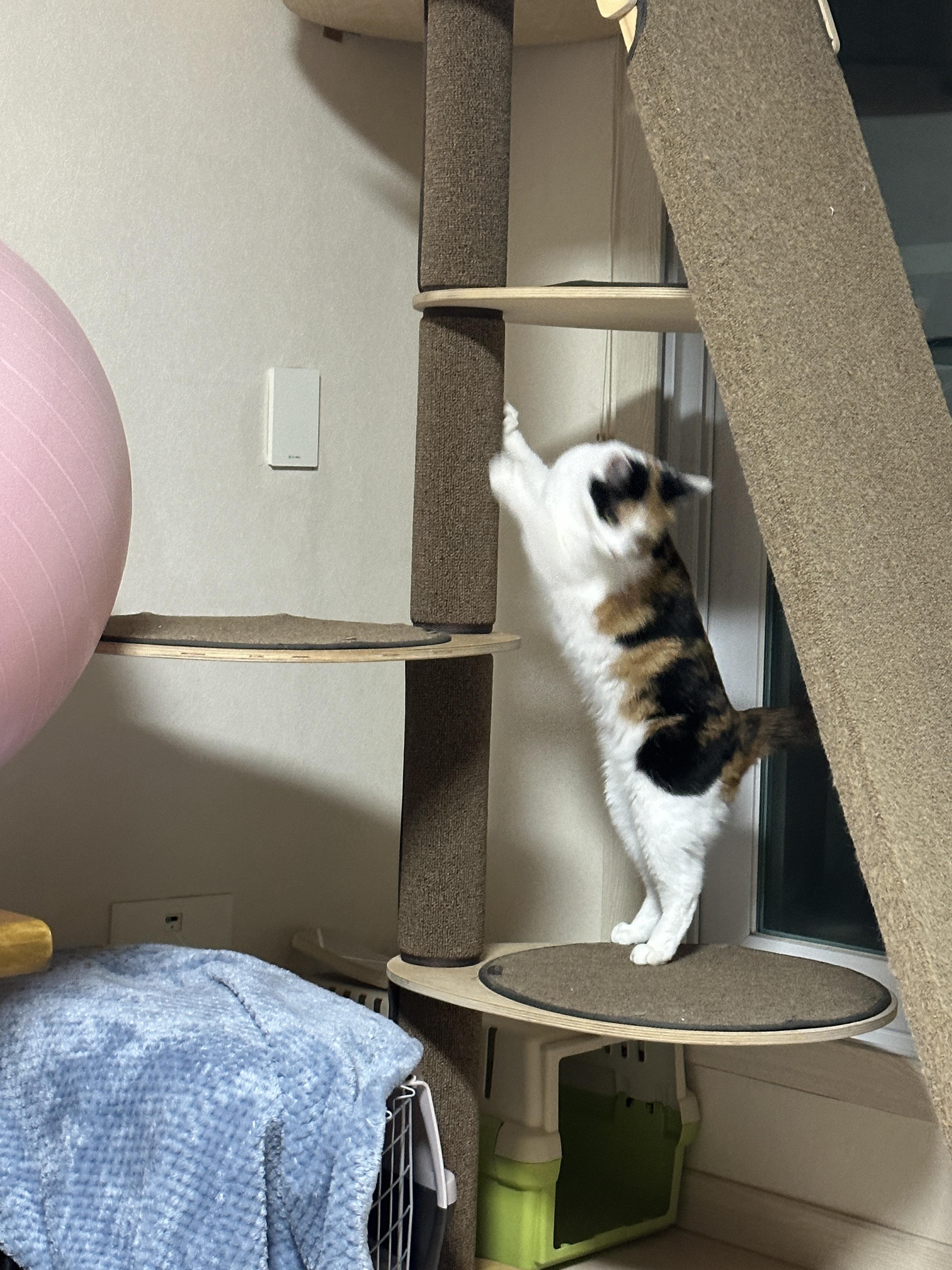 디어캣 캣폴 기둥 스크래쳐 카펫을 교체했다 (feat.신난 냥냥이들 반응)