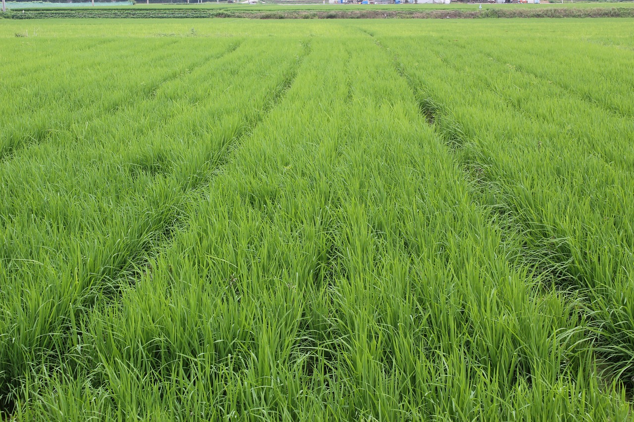 AI와 전통 농법의 융합 가능성 – 지속 가능한 미래 농업을 향하여