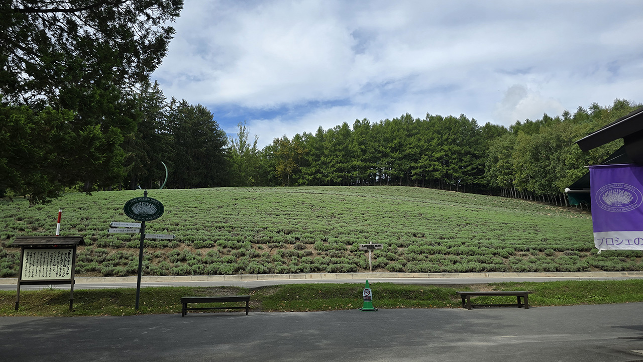 팜토미타 라벤더밭