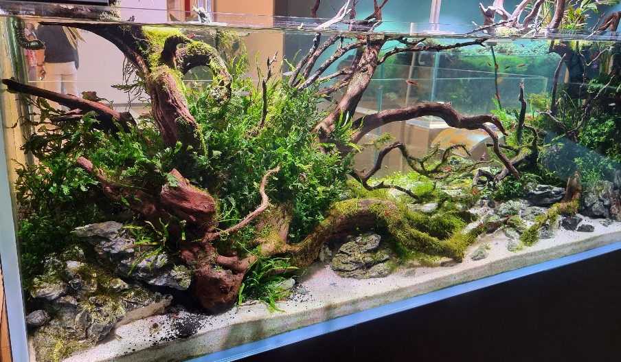 아쿠아가든카페 어항 유목