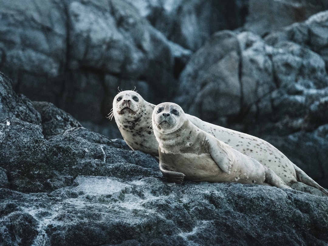 Seal