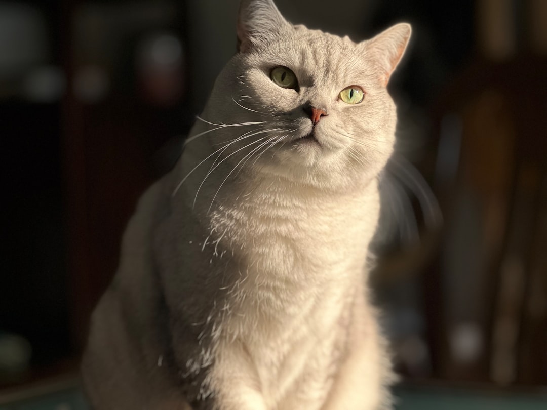 Pet.
