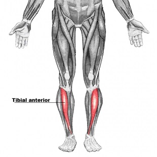 Tibialis anterior