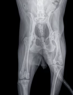 강아지 X-ray/출처:어도비스톡