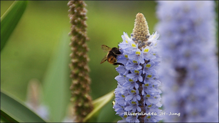 폰테데리아 코다타(Pontederia cordata)해수화(海修花).