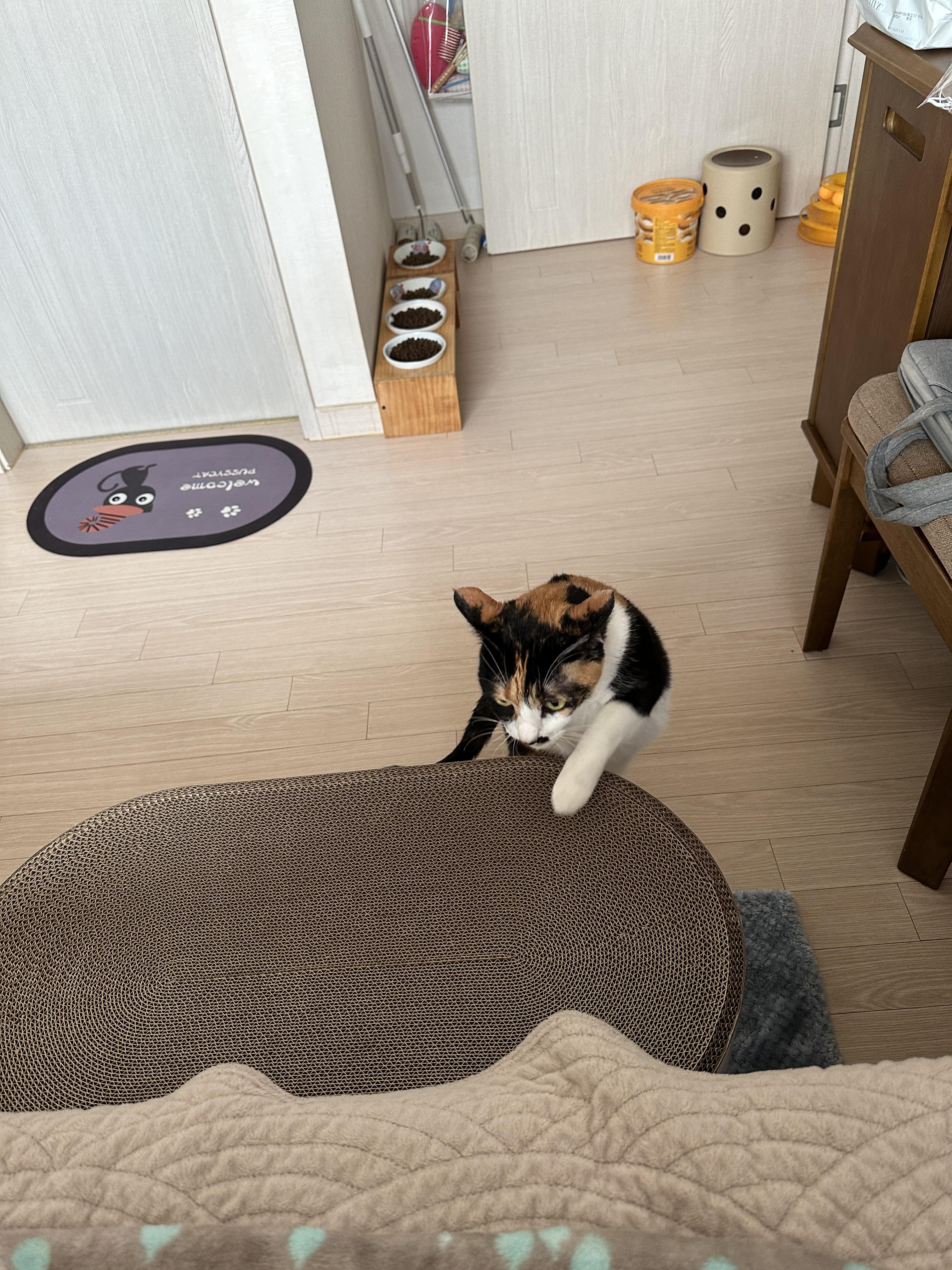 하이라운드_스크래쳐_위에_올라가려는_삼색이고양이_다다