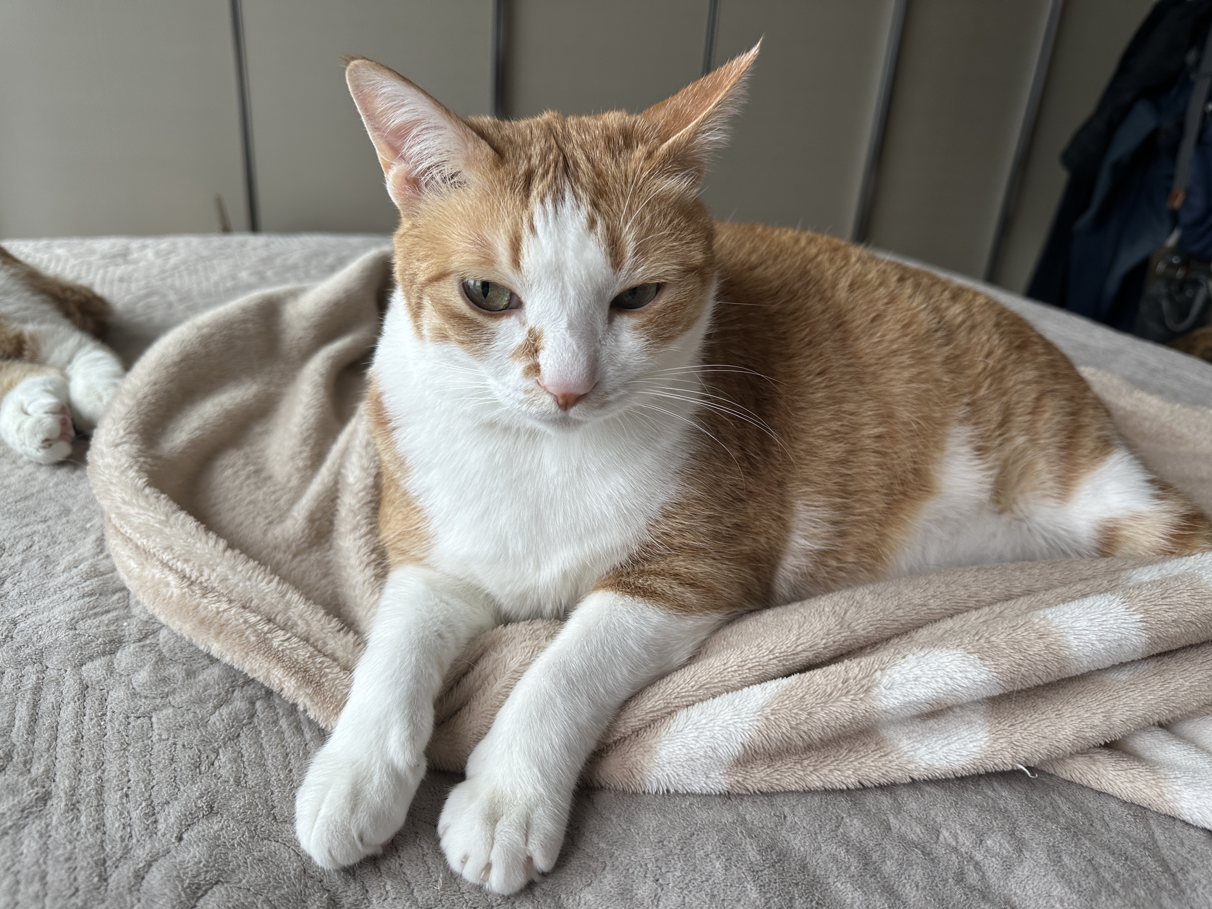 하품한_뒤_새침한_표정의_호야