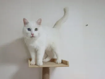 터키시앙고라 고양이 유전병 성격 가격_12