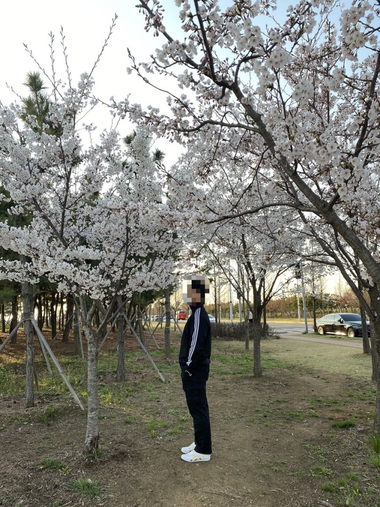 데일리룩(오뭘입)_ 아디다스 파이어버드 트랙탑, 무신사스탠다드 카고바지 블랙, 어커버 반팔, 오니즈타이거 멕시코, 남자코디, 남자스타일링, 벚꽃, 데일리패션, 데일리코디, ootd