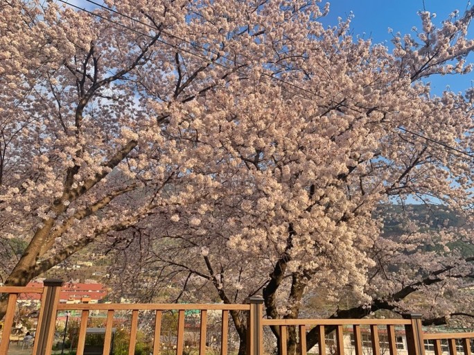 벚꽃축제벚꽃명소봄꽃여행지