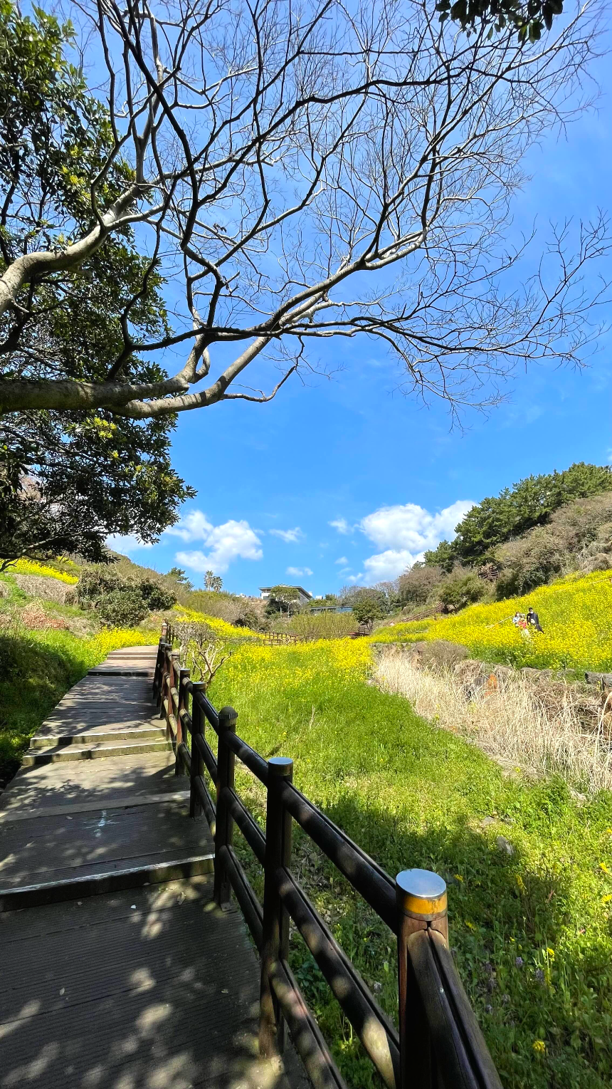 중문 미라지 내려가는 길5