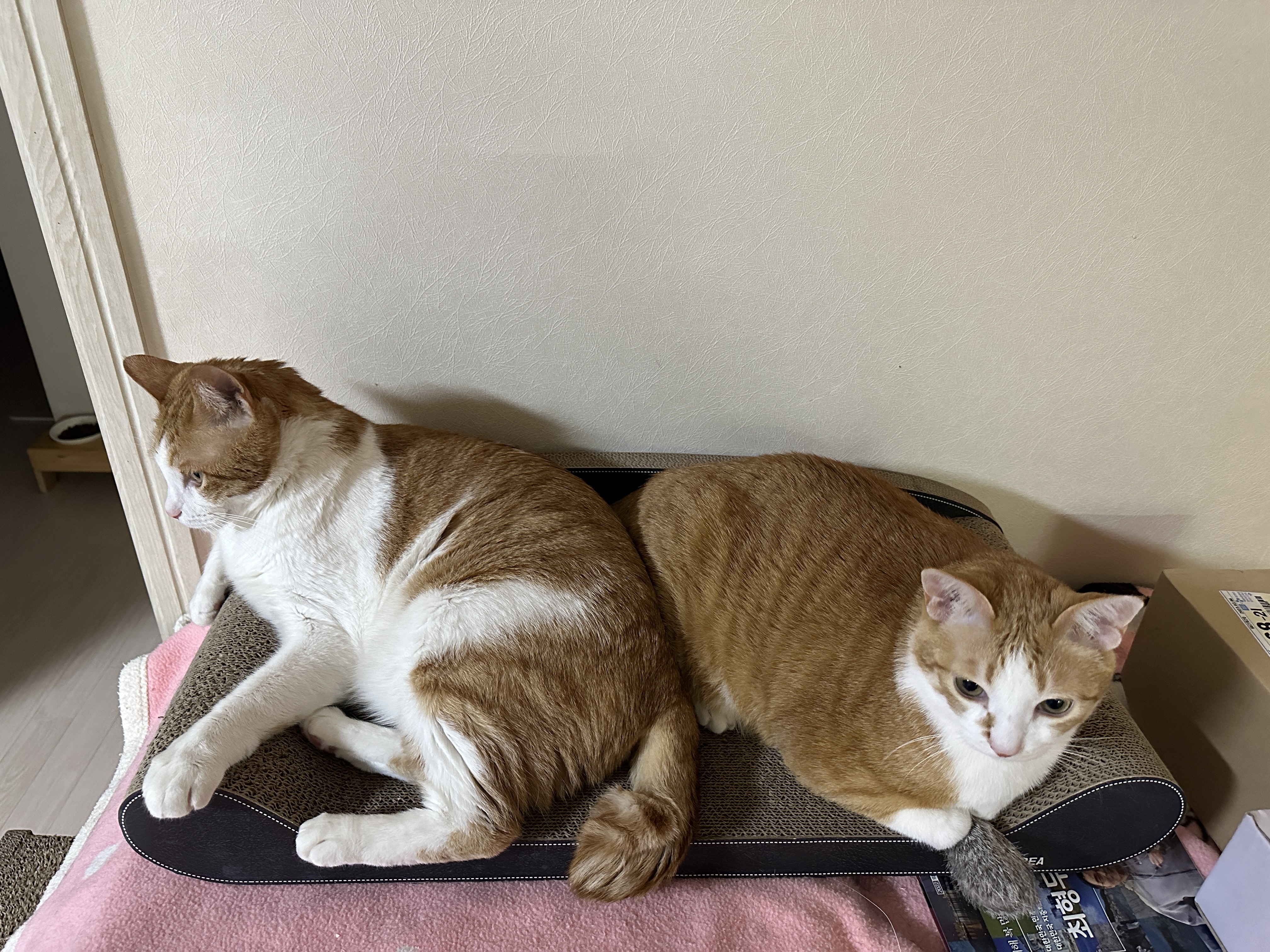 오랜만에 치즈형제의 다정한 모습 (feat.사이좋은 호야와 막둥이, 그리고 요미)