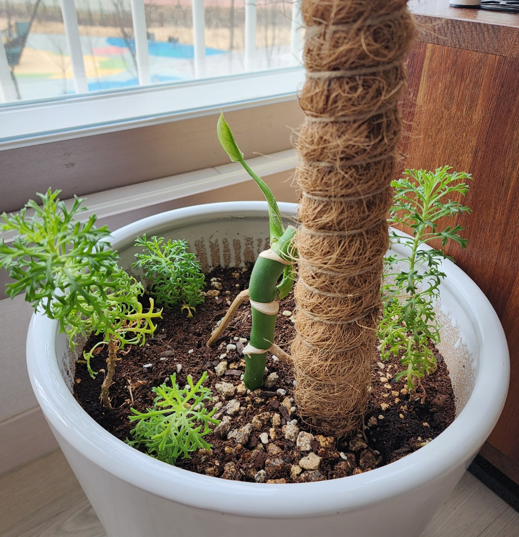 처음 흙에 꽂아두었을때의 모습