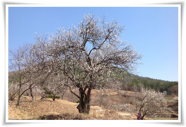 "매화" 겨울을 깨우는 은은한 향기의 비밀을 간직한 백매화 홍매화 청매화!