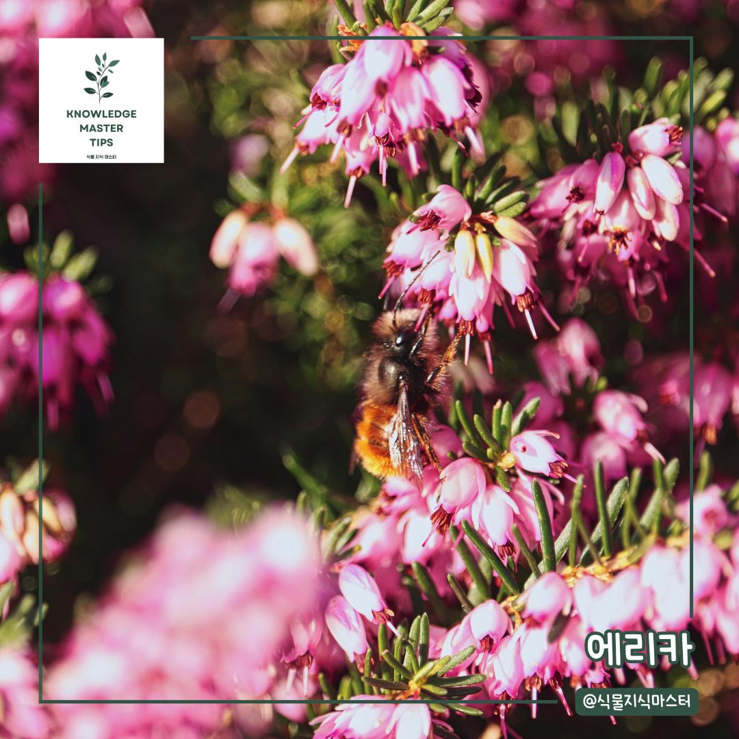 추위에 강한 식물, 에리카