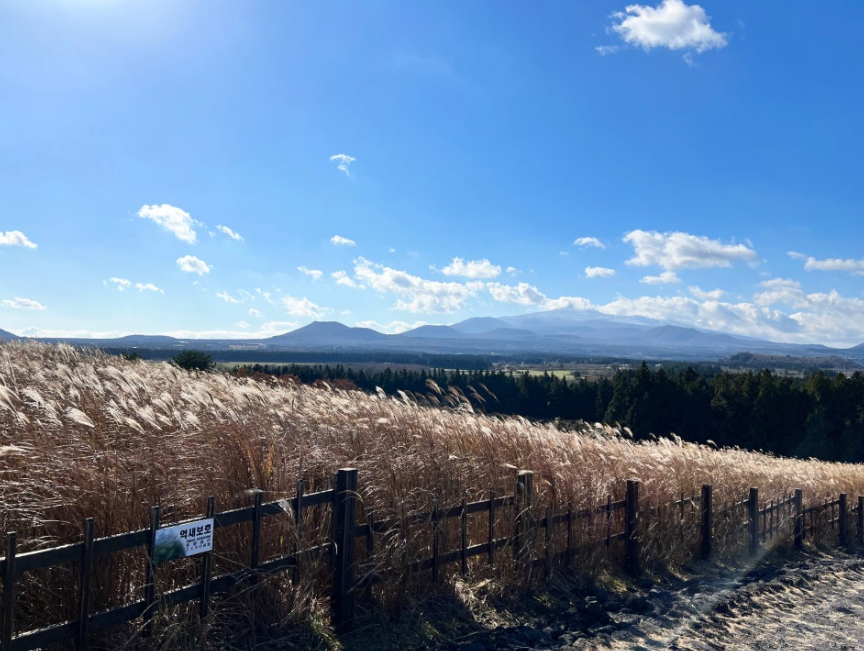 산굼부리 억새1