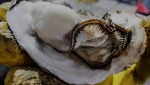 6시내고향 사천 굴구이 순애민박 위치 예약 꿀팁 대공개