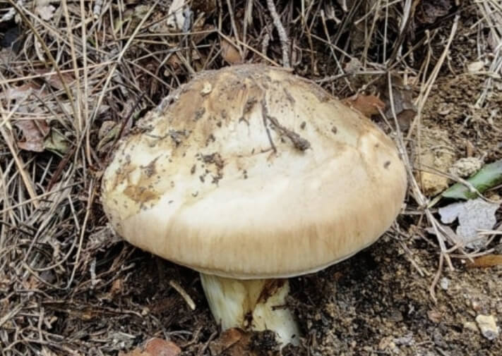 송이버섯 효능 보관방법 총정리