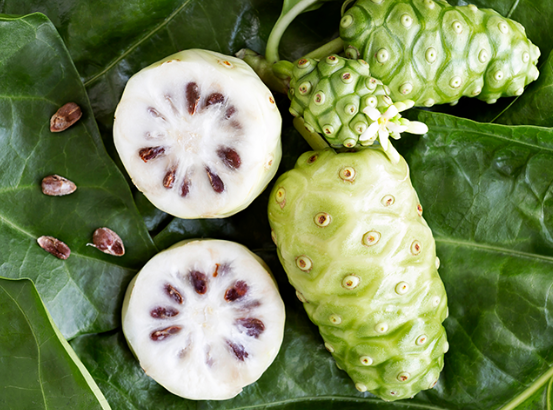 열대 과일 노니 Noni