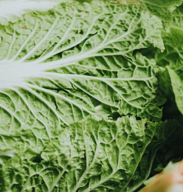 배추 효능 부작용 칼로리