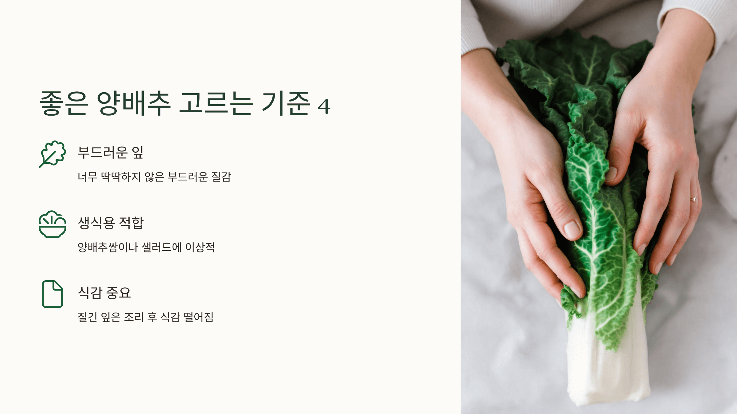 양배추 사진입니다.