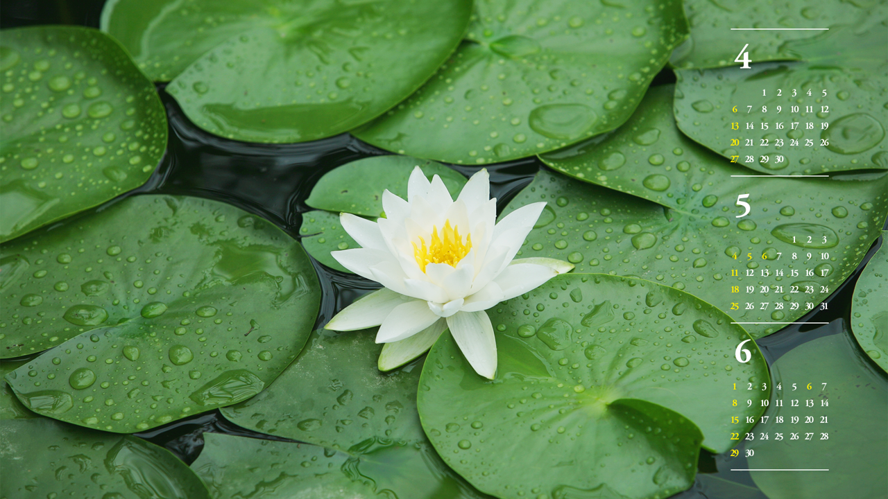 05 흰색 수련 B - 2025년5월 노트북배경화면