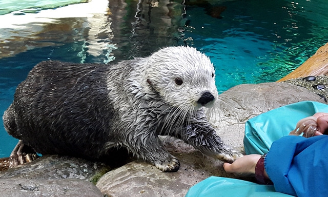 가이유칸 수족관