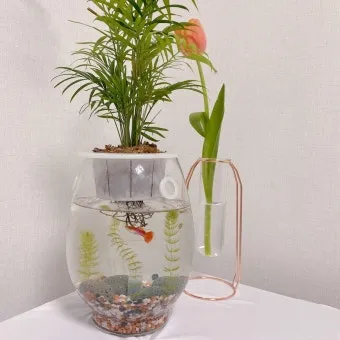 구피 키우기와 건강하게 번식시키는 팁_11