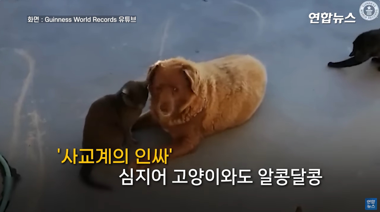 사교적이었던 최장수견 보비