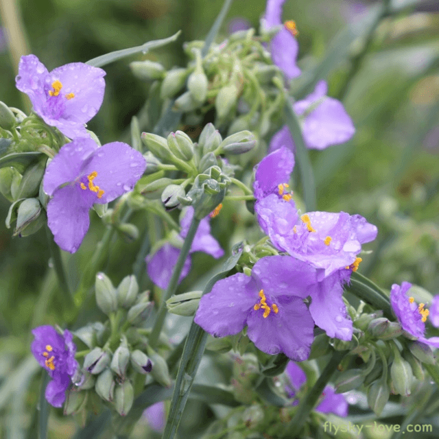 자주색달개비 효능