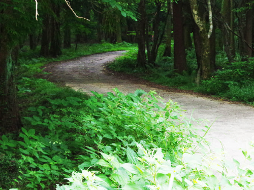 제주도 사려니 숲길