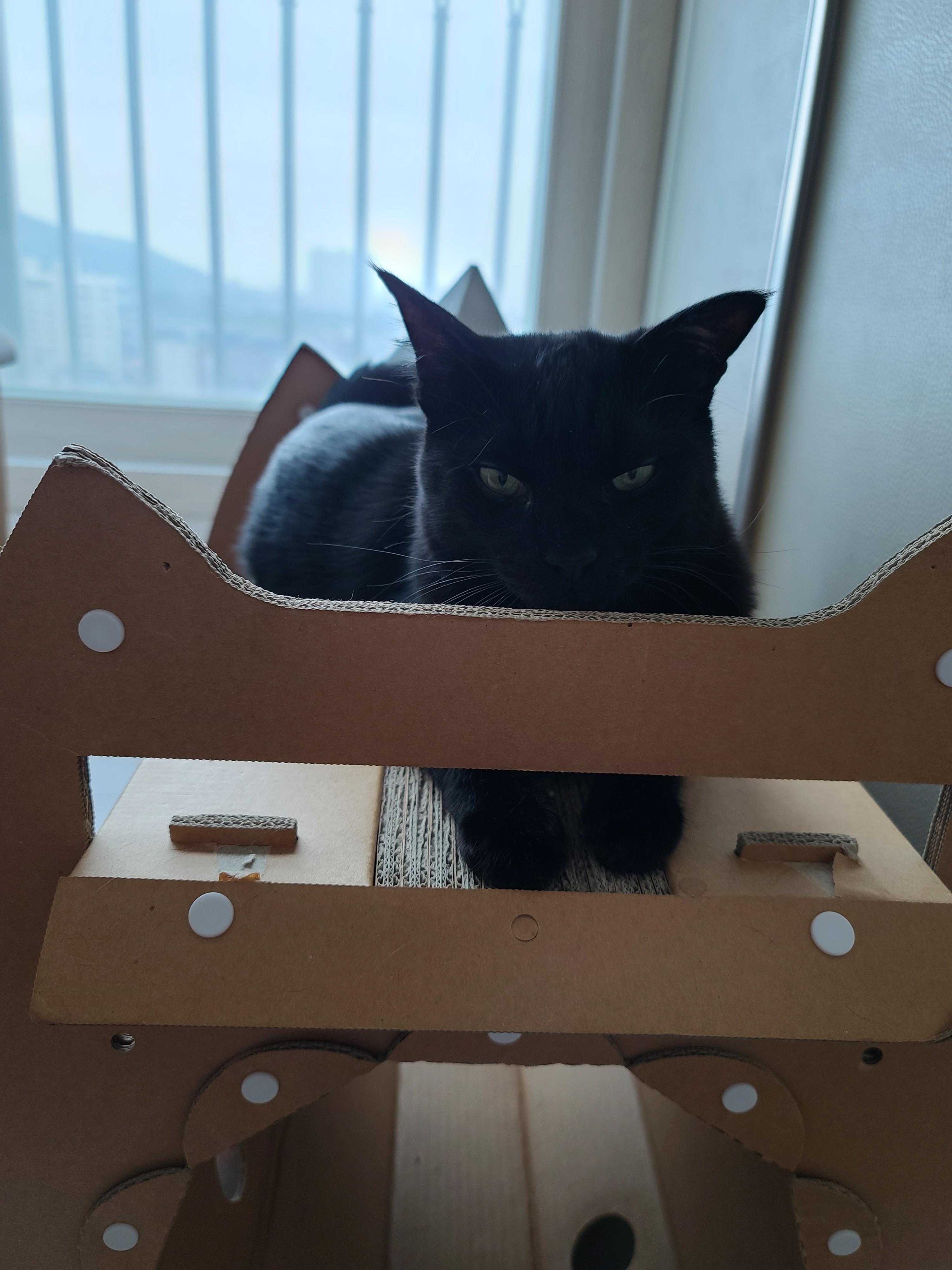 힘든 월요일! 귀여운 건이보고 힘내자!! 졸리지만 엄마배웅은 해야겠는 올블랙고양이.