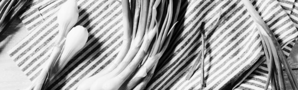 냉장 쪽파 보관법: 1주일