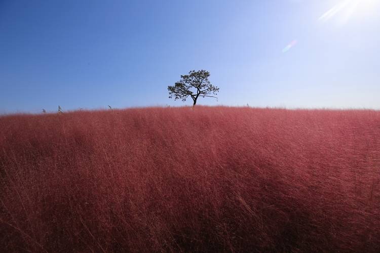 안성팜랜드 코스모스 꽃구경