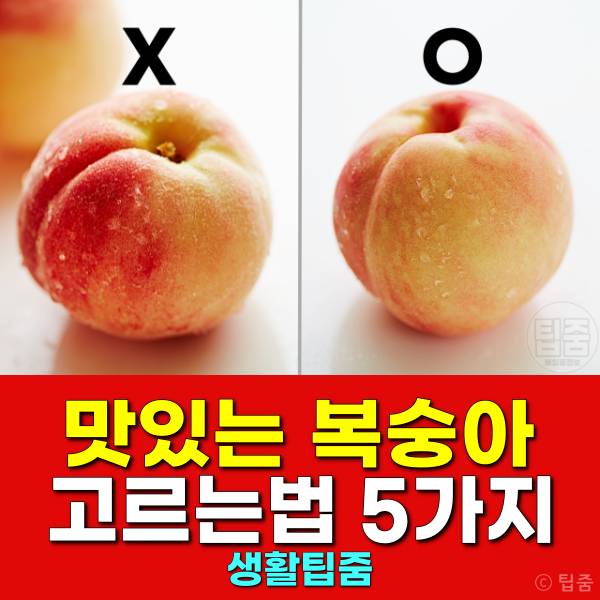 맛있는 복숭아 고르는법 복숭아보관법 신비 천도 황도 백도