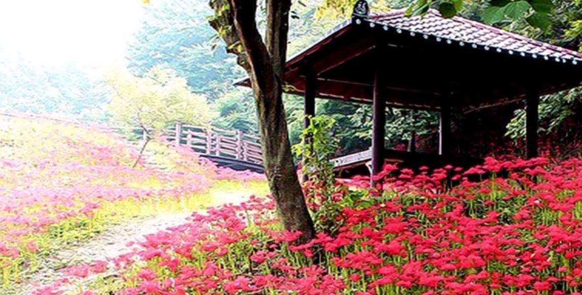 용천사 꽃무릇공원