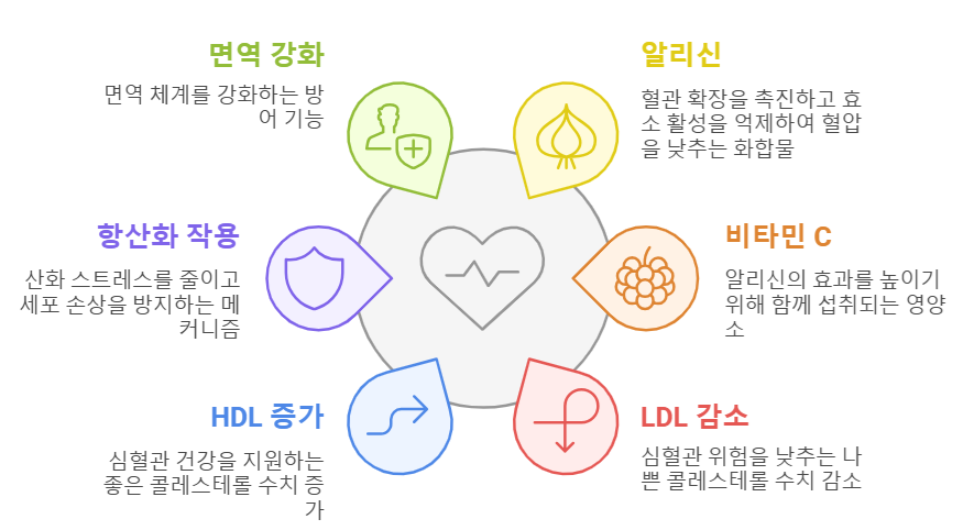 마늘&알리신 효능