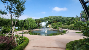 용인 자작나무숲